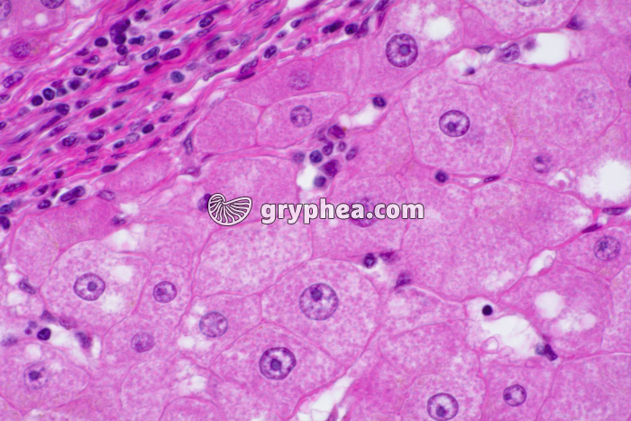 Foie et cellules hépatiques x200 - gryphea.org